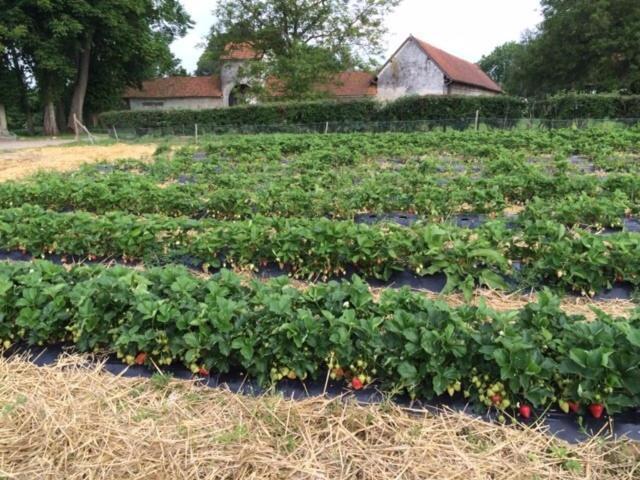 La Ferme Du Bois Quesnoy Bed and Breakfast Saint-Pol-sur-Ternoise Buitenkant foto